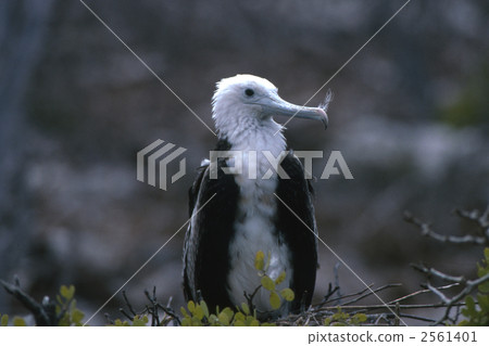 nesting, galapagos islands, baby bird 2561401