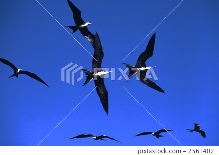 galapagos islands, flight, flock 2561402