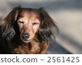 Peaceful expression of a park bench and a dog 2561425