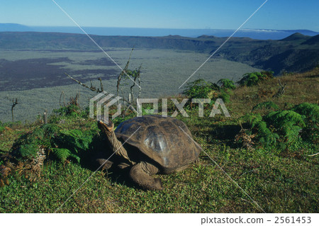 galapagos tortoise, galapagos islands, crater 2561453