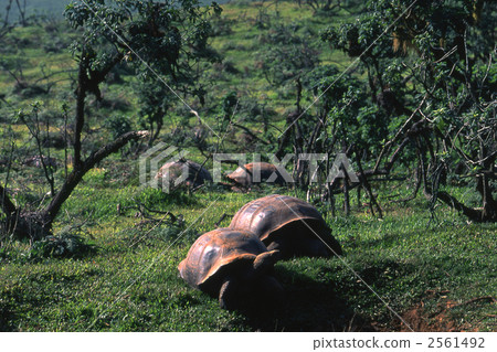 galapagos tortoise, galapagos islands, endemic species 2561492