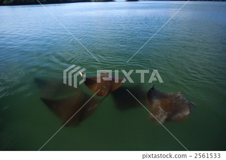 cattle bana eagle rays, flock, galapagos islands 2561533