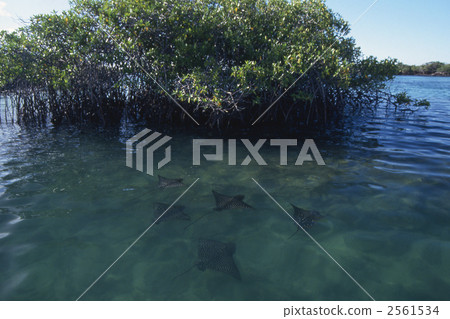 america hirugi, galapagos islands, spotted eagle ray 2561534