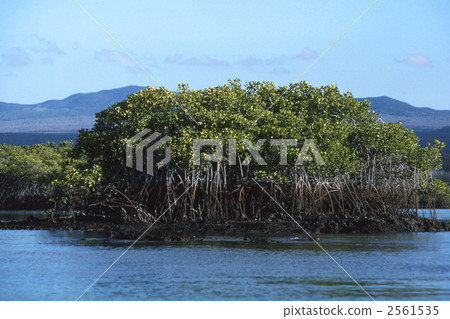 red mangrove, galapagos islands 2561535