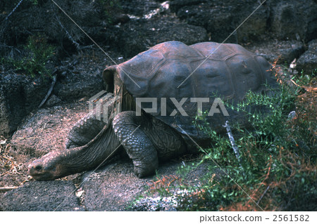 lonesome george, galapagos tortoise, galapagos islands 2561582