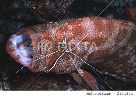 番茄岩鱈魚 清潔 珊瑚 2561851