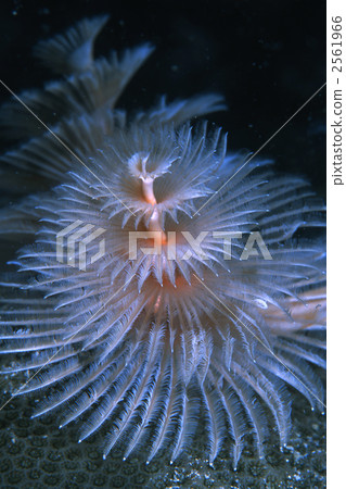 christmas tree worms, ragworm, borneo 2561966