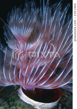 sabellidae, sabellastarte, ragworm 2561968