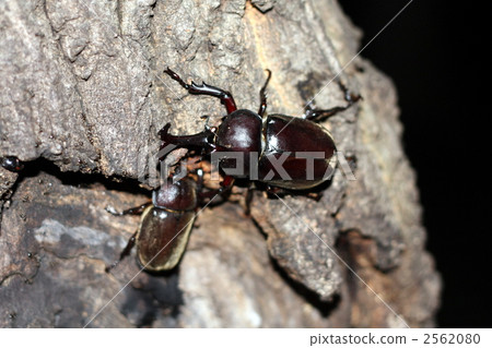 Beetle 2562080