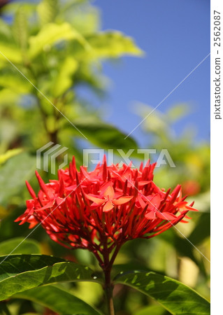 桑塔卡(Yamanuta) 桑塔卡(Yamanuta) 2562087