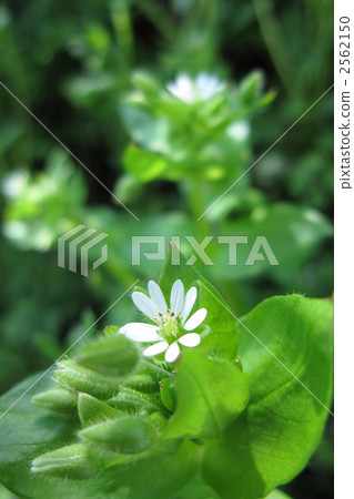 Spring seven herbs (nectar) Spring seven herbs (nectar) 2562150