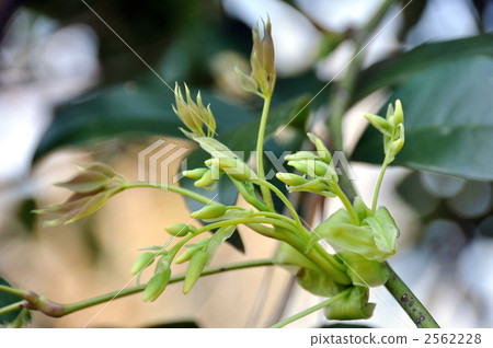 Muber's sprout 2562228