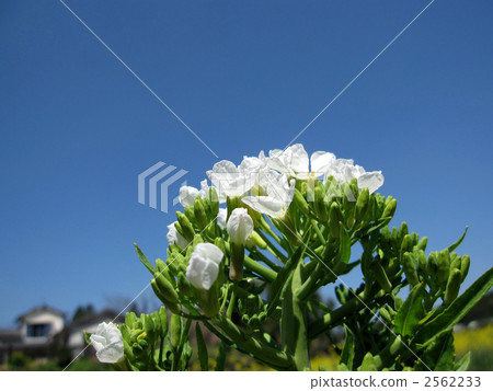 White flowers of blue sky and radish (horizontal composition) White flowers of blue sky and radish (horizontal composition) 2562233