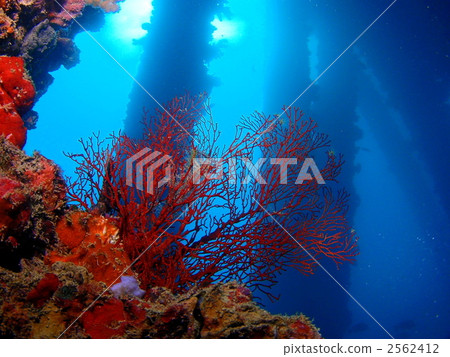 Soft coral Soft coral 2562412