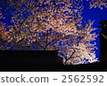 夜晚的櫻花 2562592
