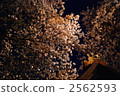 夜晚的櫻花 2562593