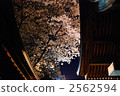 夜晚的櫻花 2562594