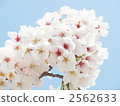 櫻花1 2562633