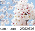 櫻花2 2562636
