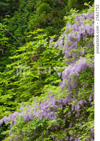 Inami和Junto新鮮的綠色 2562752