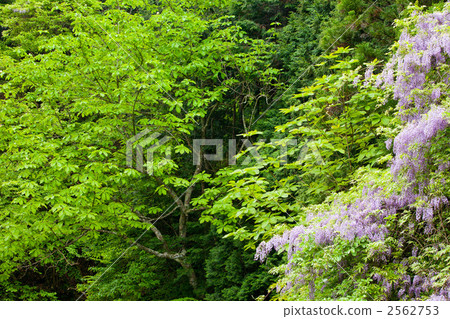 Inami和Junto新鮮的綠色 2562753