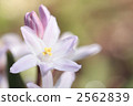 Thionixa · Luciliae-01 ■ Flower · Pink Giant · Yuri Snow 2562839