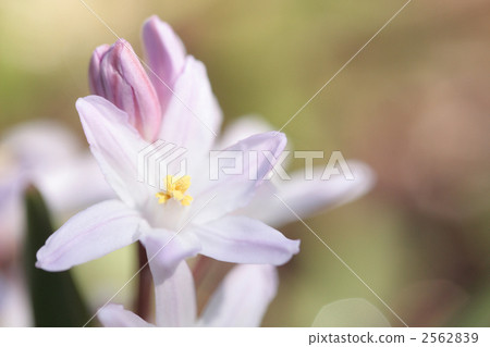 Thionixa · Luciliae-01 ■ Flower · Pink Giant · Yuri Snow Thionixa · Luciliae-01 ■ Flower · Pink Giant · Yuri Snow 2562839