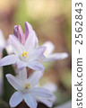 Thionixa · Luciliae-02 ■ Flower · Pink Giant · Yuri Snow 2562843