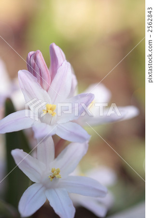 Thionixa · Luciliae-02 ■ Flower · Pink Giant · Yuri Snow Thionixa · Luciliae-02 ■ Flower · Pink Giant · Yuri Snow 2562843