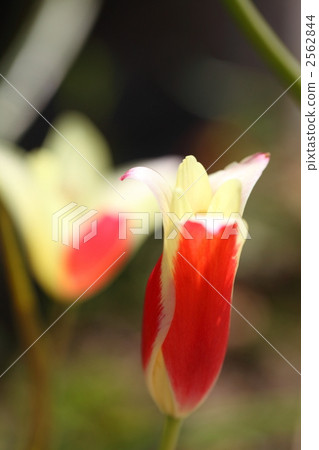 Tulip Tulip 2562844