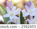 Thionixa · Luciliae-03 ■ Flower · Pink Giant · Yuri Snow 2562855