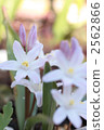 Thionixa · Luciliae-04 ■ Flower · Pink Giant · Yuri Snow 2562866