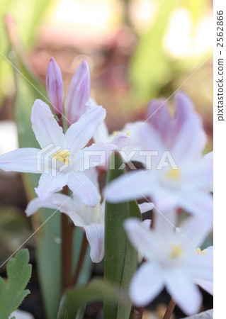 Thionixa · Luciliae-04 ■ Flower · Pink Giant · Yuri Snow Thionixa · Luciliae-04 ■ Flower · Pink Giant · Yuri Snow 2562866