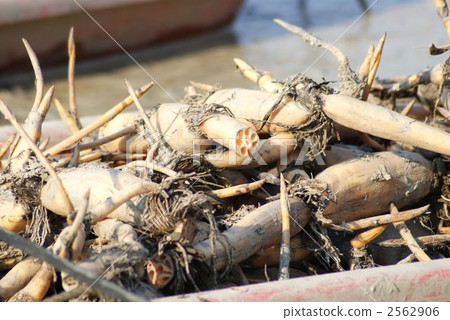 Species lotus root Species lotus root 2562906