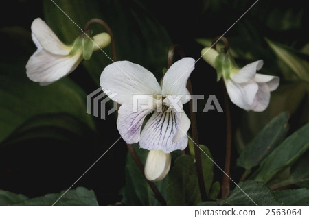 Ariake violet Ariake violet 2563064