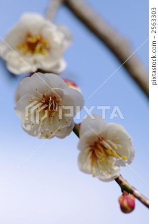 Yoshino Umezo 2563303