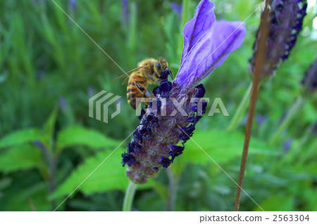 bee, hive bee, honeybee 2563304