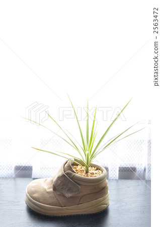 鞋莢植物 2563472