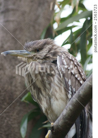 明星第五名我看起來不那麼❢ 2563723