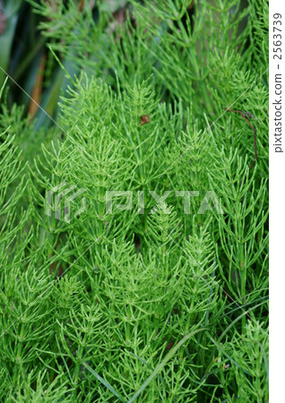 Like I was taught to parents of Sugiya Tsukushi · · · 2563739