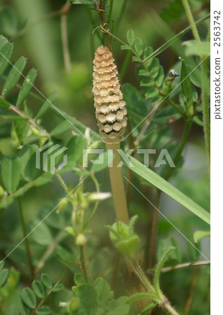 Hiragi Tsukushi這是一把刷子,肯定是從地面出來的 Hiragi Tsukushi這是一把刷子,肯定是從地面出來的 2563742