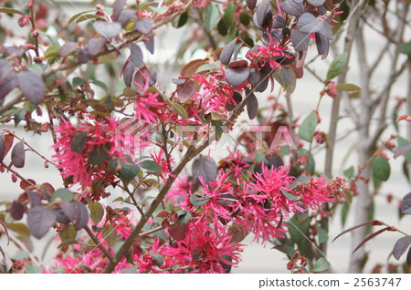 Safflower Tokiwa full bloom is in full bloom 2563747