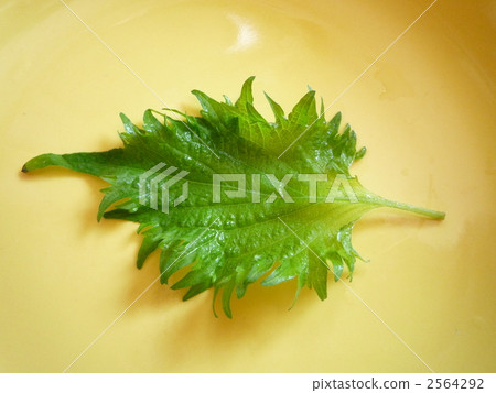 Shiso leaves 2564292