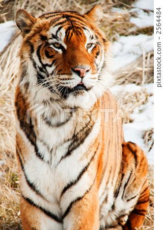 Bengal tiger 2564484