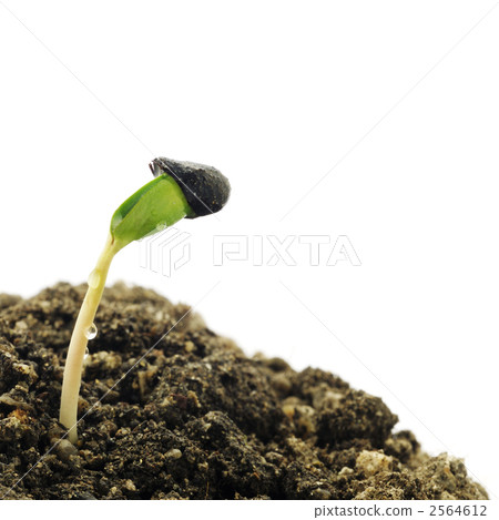 Germination 2564612