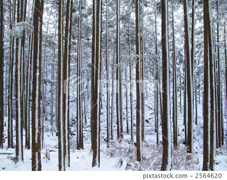 Cedar forest of Takamiyama, Nara Prefecture 2564620