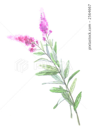 Hoshi Shimano 2564667