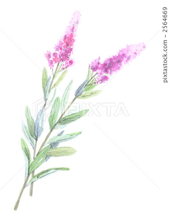 Hoshi Shimano 2564669