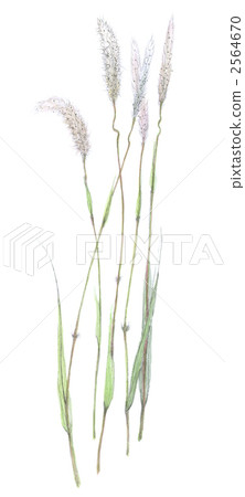 Chigaya Chigaya 2564670