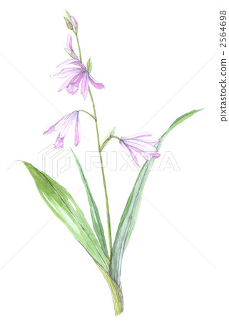 矽烷 矽烷 2564698